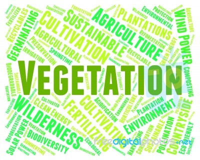 Vegetation Word Indicates Plant Life And Botanical Stock Image