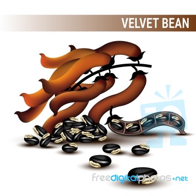 Velvet Beans Or Mucuna Pruriens Stock Image
