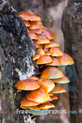 Velvet Shank Fungi Flammulina Velutipes Stock Photo