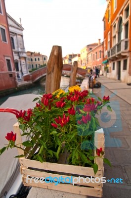 Venice Italy Red Chili Pepper Plant Stock Photo