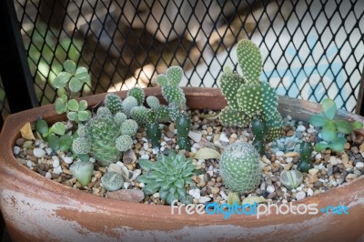 Vertical Garden Cactus Plant Pot In Summer Stock Photo