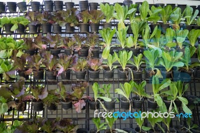 Vertical Garden Of Green Vegetable Wall Stock Photo Vertical Garden Of Green Vegetable Wall Stock Photo