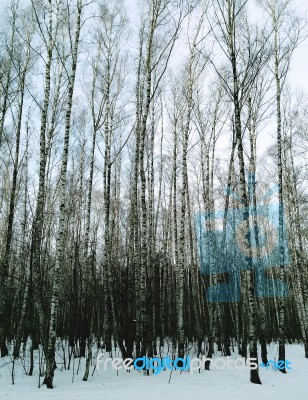 Vertical Thicket Of Birch Trees Landscape Background Stock Photo