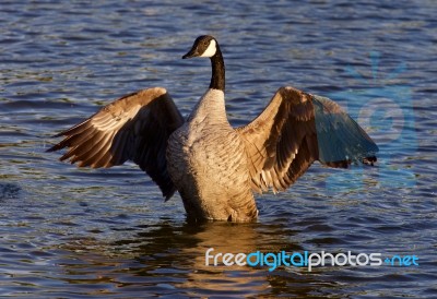 Very Beautiful Canada Goose Shows His Wings Stock Photo Very Beautiful Canada Goose Shows His Wings Stock Photo