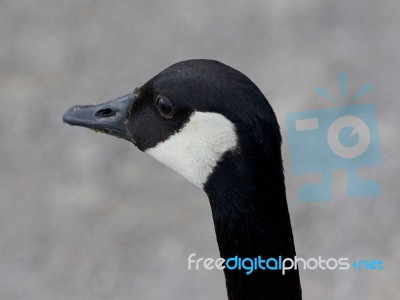 Very Beautiful Portrait Of A Canada Goose Looking Aside Stock Photo