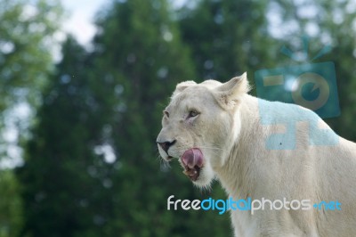 Very Beautiful Portrait Of A White Lion With The Open Mouth Stock Photo