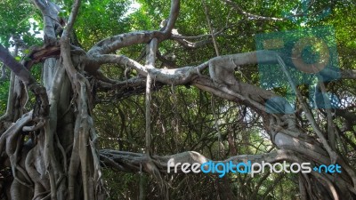 Very Big Banyan Tree In The Jungle., Tree Of Life Stock Photo