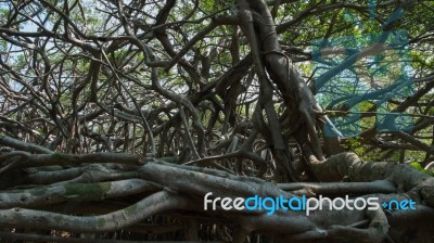 Very Big Banyan Tree In The Jungle., Tree Of Life, Amazing Banya… Stock Photo