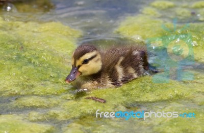 Very Cute Chick Of The Ducks Stock Photo