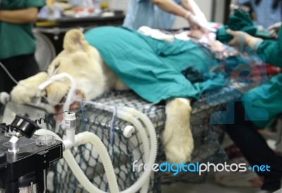 Veterinarian Performing An Operation On A Lion Stock Photo
