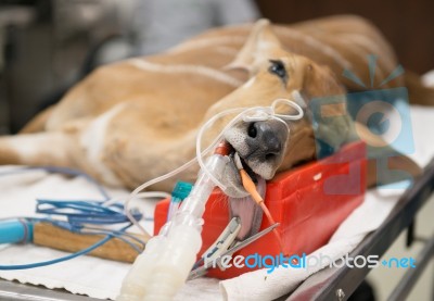 Veterinarian Performing An Operation On A Nyala Stock Photo