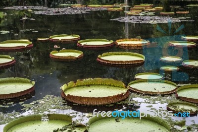 Victoria Regia - The Largest Water Lily In The World Stock Photo