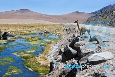 VicuÃ±as And Alpacas Graze In The Atacama Stock Photo