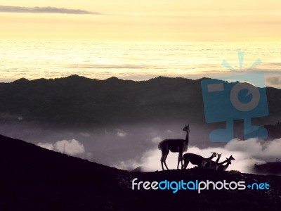 Vicugna. Cordillera Occidental, Andes, Central Ecuador, Near The… Stock Photo
