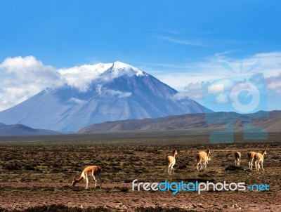 Vicugna Is A Wild South American Camelid, Which Live In The High… Stock Photo