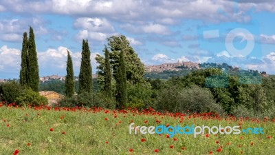 View Across  A Poppy Field Near Montepulciano Stock Photo