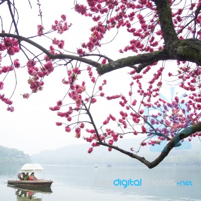 View In The Mist Of Xihu Stock Photo