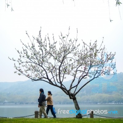 View In The Mist Of Xihu Stock Photo View In The Mist Of Xihu Stock Photo