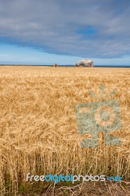 View Of Bass Rock In Firth Of Forth Stock Photo