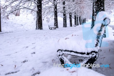 View Of Bench And Trees With Falling Snow Stock Photo