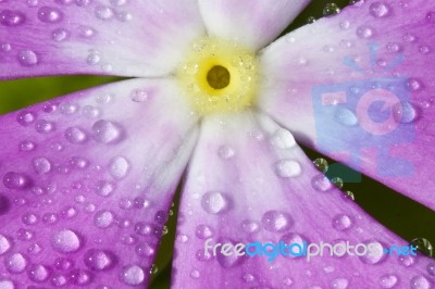 Vinca With Drops Of Dew Stock Photo