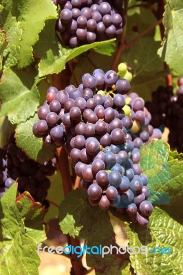 Vine Stock Photo Vine Stock Photo