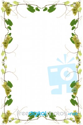 Vines Stock Image Vines Stock Image