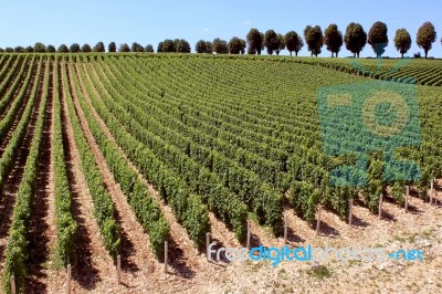 Vines Stock Photo Vines Stock Photo