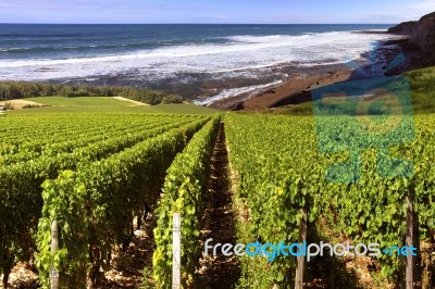 Vineyard By The Sea Stock Photo