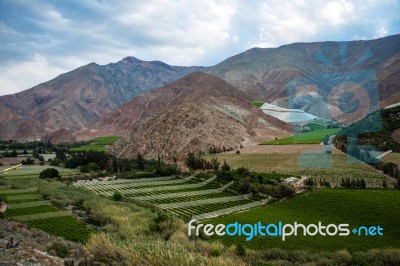 Vineyards Of The Elqui Valley, Andes Part Of Atacama Desert In T… Stock Photo