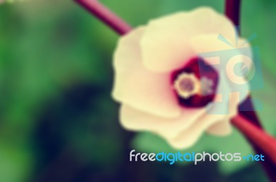 Vintage Blur Background Flower Stock Photo