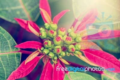 Vintage Flower Of Poinsettia Stock Photo