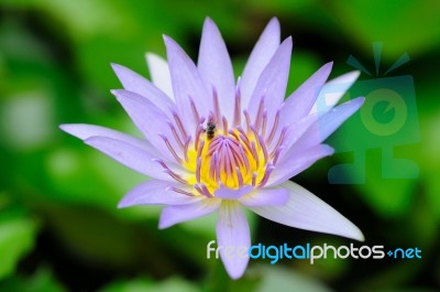 Violet Lotus Stock Photo