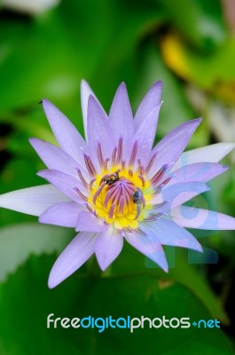 Violet Lotus Flower Stock Photo