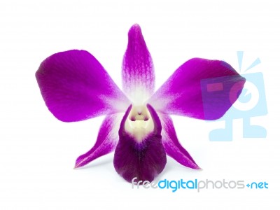 Violet Orchid Stock Photo