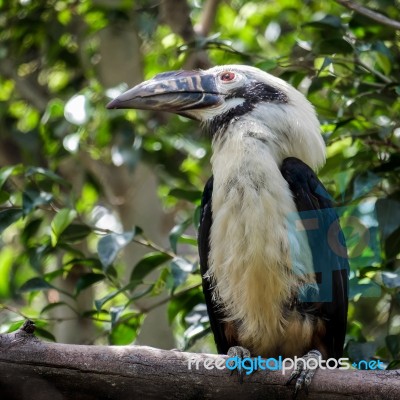 Visayan Hornbill (penelopides Panini) At The Bioparc In Fuengiro… Stock Photo