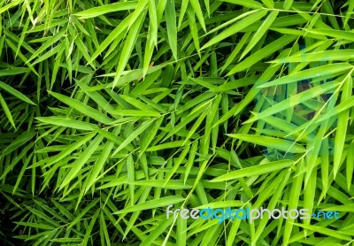 Vivid Green Color Of Bamboo Leaf Stock Photo