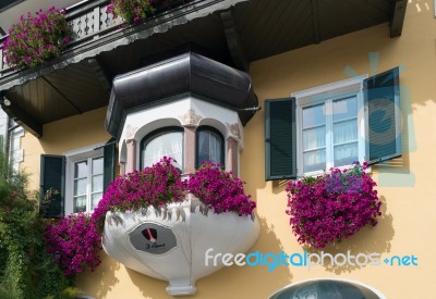 Vivid Petunias Hanging From A Building In St. Gilgen Stock Photo