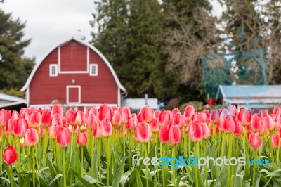 Vivid Pink Tulip Field And Farmer Barn Stock Photo