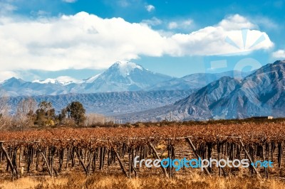 Volcano Aconcagua And Vineyard, Argentine Province Of Mendoza Stock Photo