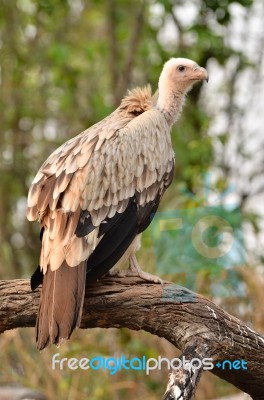 Vulture Stock Photo