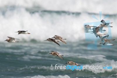 Waders In The Seashore Stock Photo