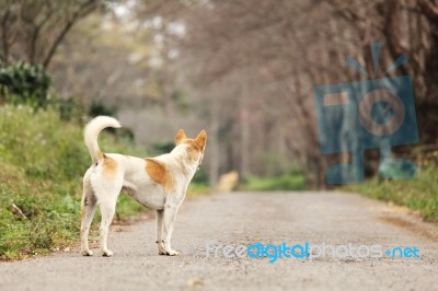 Waiting Lonely Dog Stock Photo