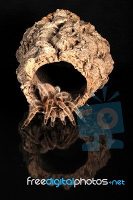 Waiting Tarantula And Reflection Stock Photo