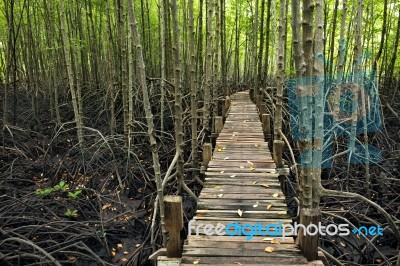 Walk Way To Mangrove Forest  Stock Photo
