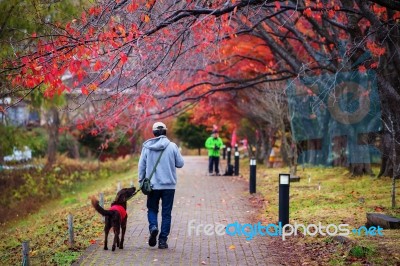 Walk With Best Friend Dog Stock Photo