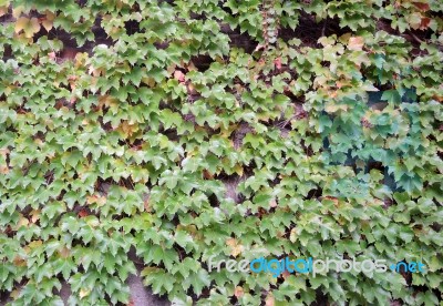 Wall Covered With Ivy Stock Photo