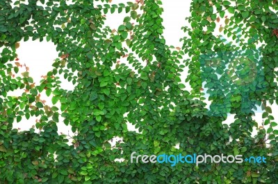 Wall Of Ivy Stock Photo Wall Of Ivy Stock Photo