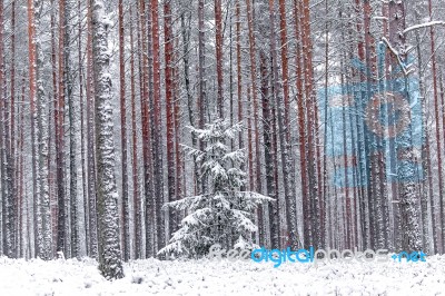 Wall Of Red Pine Trees In The Winter Forest Stock Photo