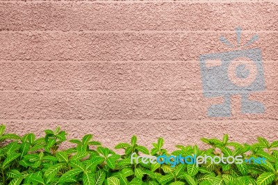 Wall Texture And Green Leaf Background Stock Photo